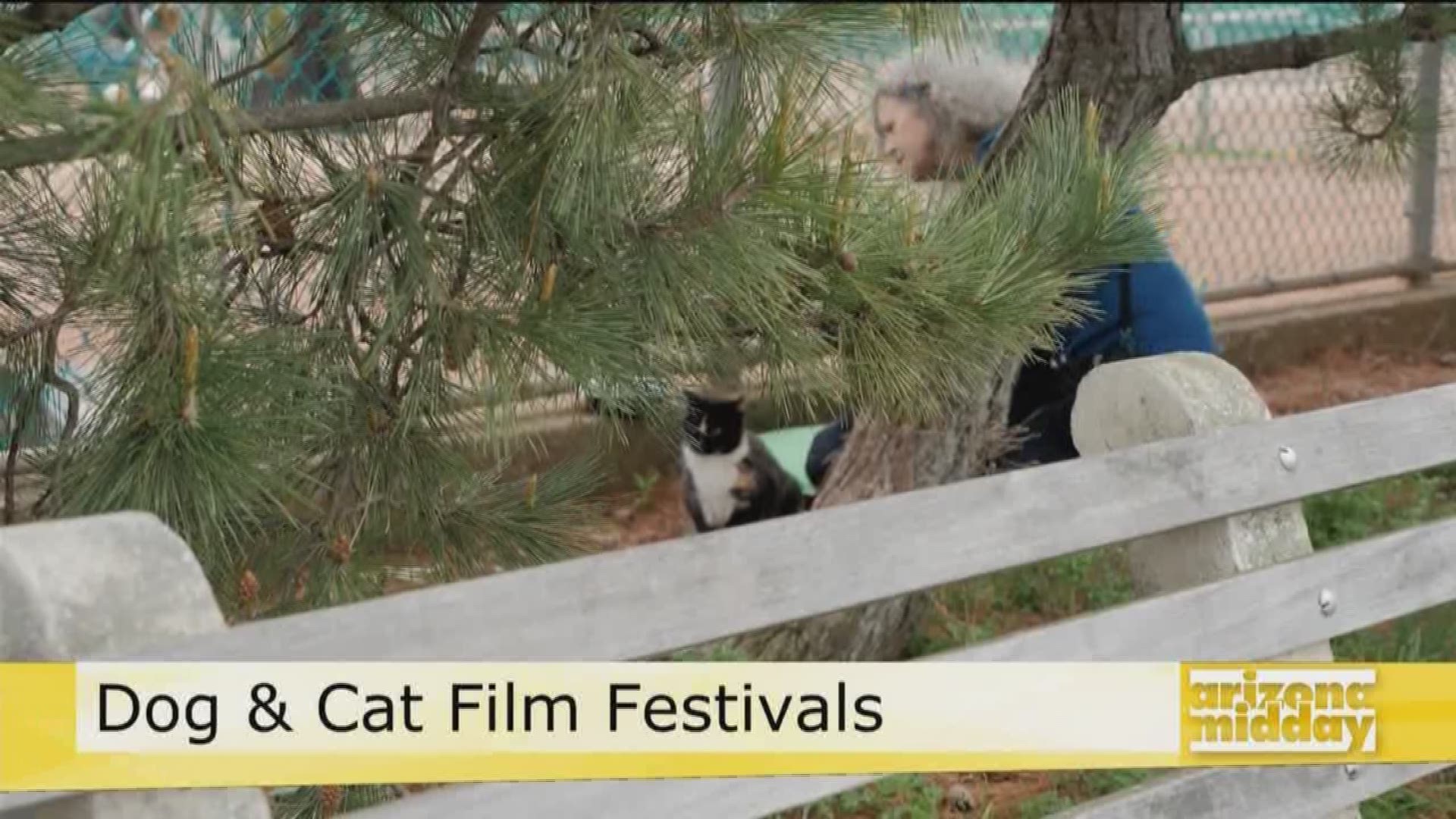 Emcee of the NY Cat Film Festival Kate Benjamin gives us a look at a movie playing this weekend and we meet a few furry friends up for adoption