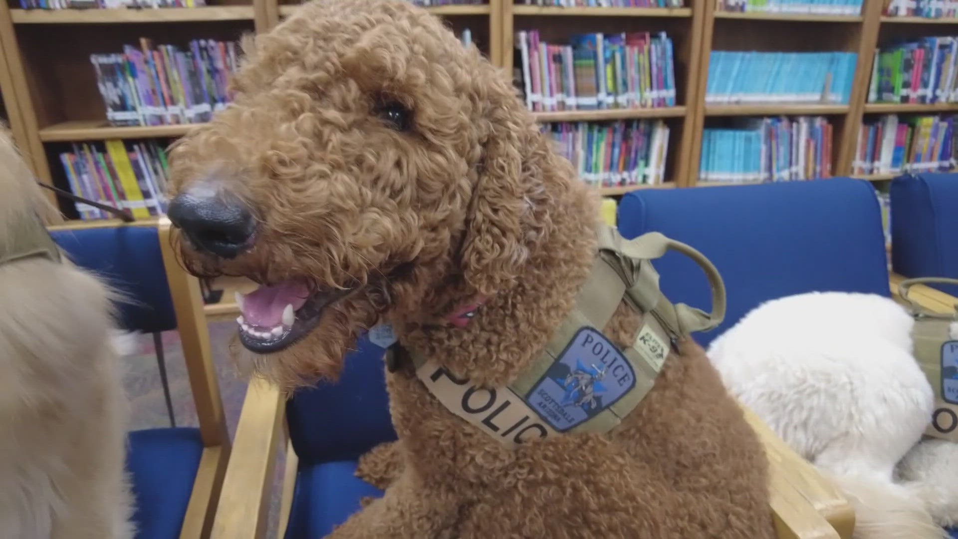 The new crisis K-9s at the Scottsdale school district are an invaluable resource and a big hit with students.