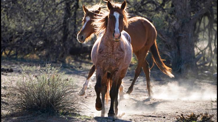 Wild horses found shot to death at Arizona national park