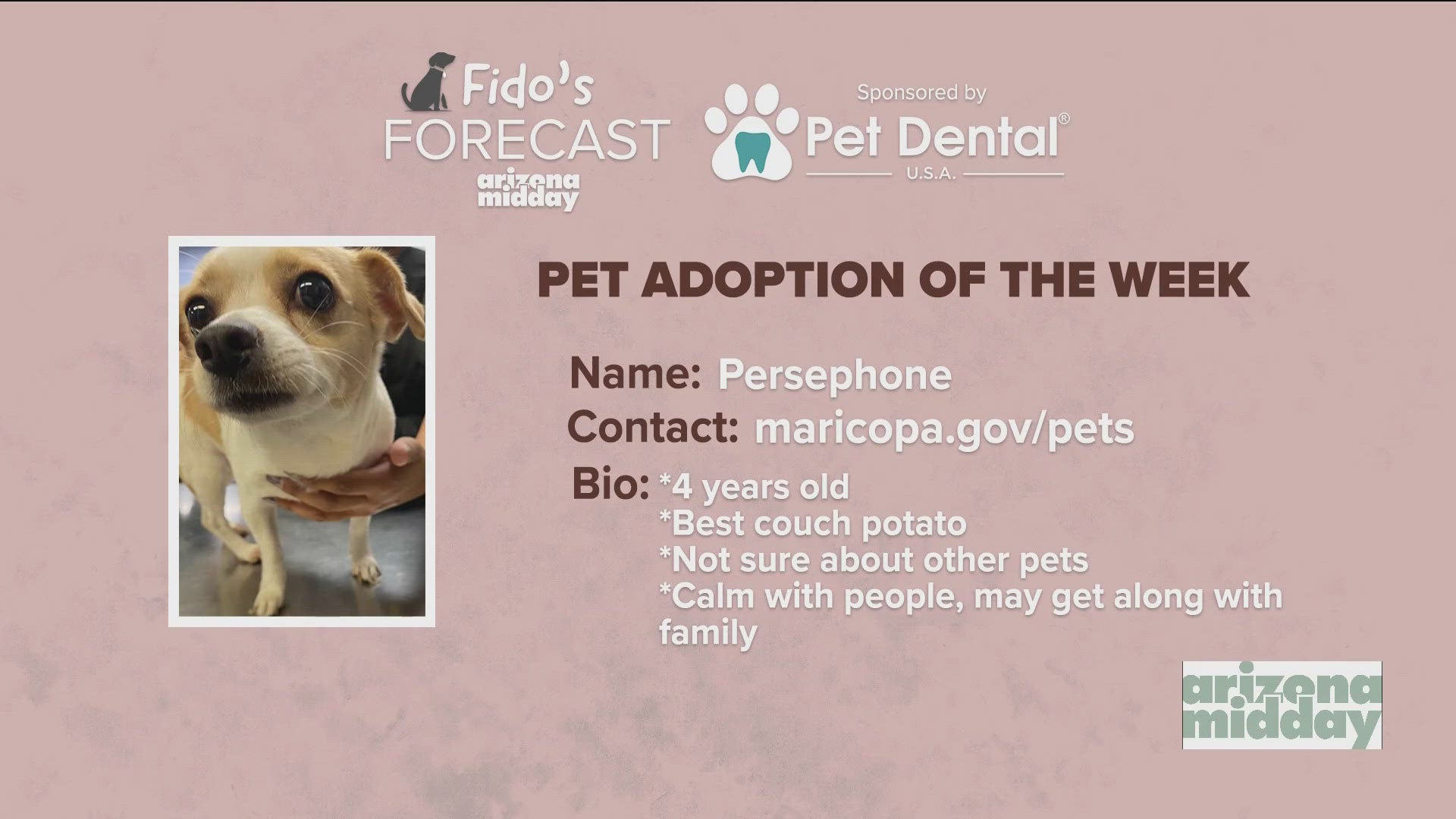 Maricopa County Animal Care Control brought 4-year-old Persephone to help her find her “furever” home and to assist Krystle Long with this weekend's Fido's Forecast.