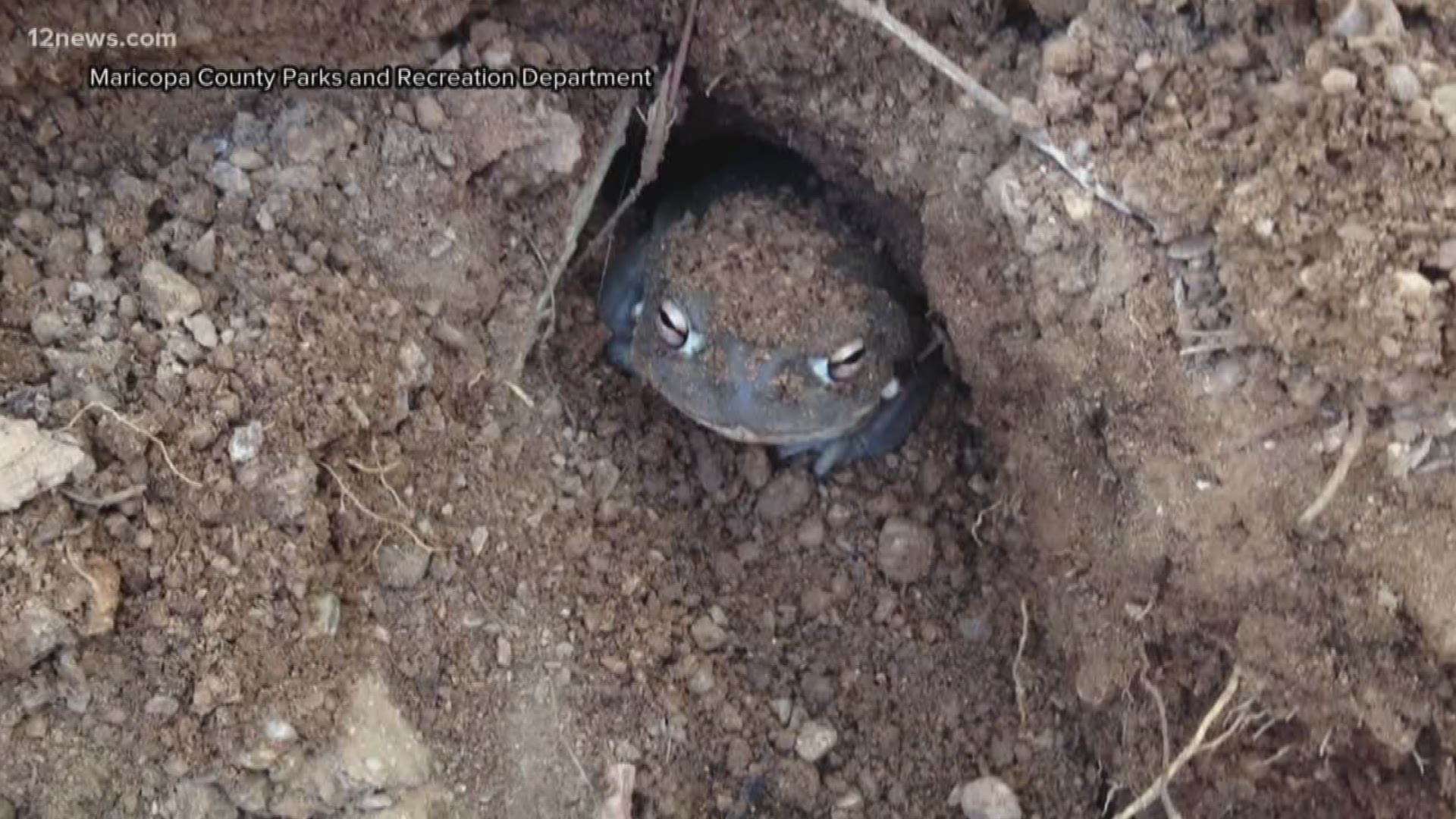 A group of thieves stole at least four toads from the area. These protected toads are poisonous to animals and children, but for adults they cause psycho-active hallucinations.