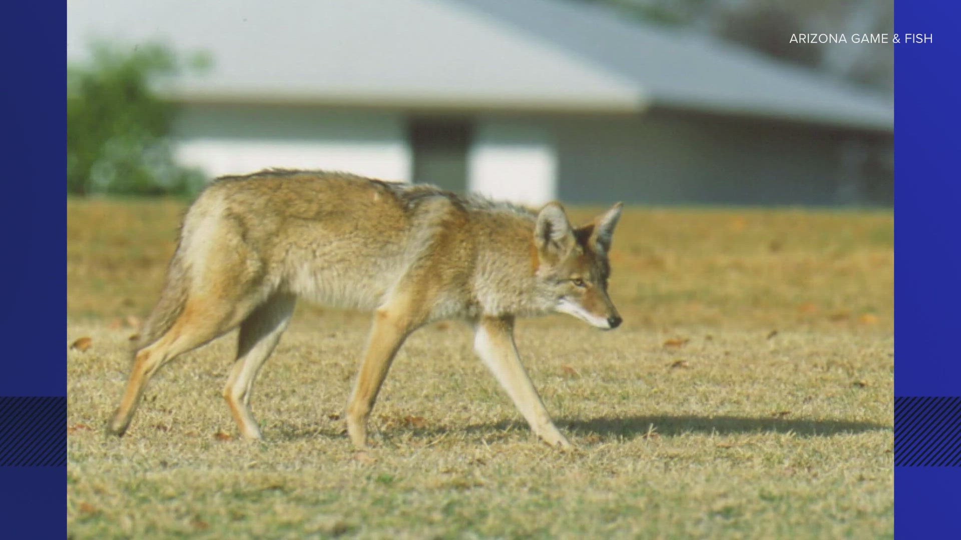 Three people have been bitten by a coyote in north Phoenix since Saturday. Game and Fish wildlife officers are actively searching for coyotes.