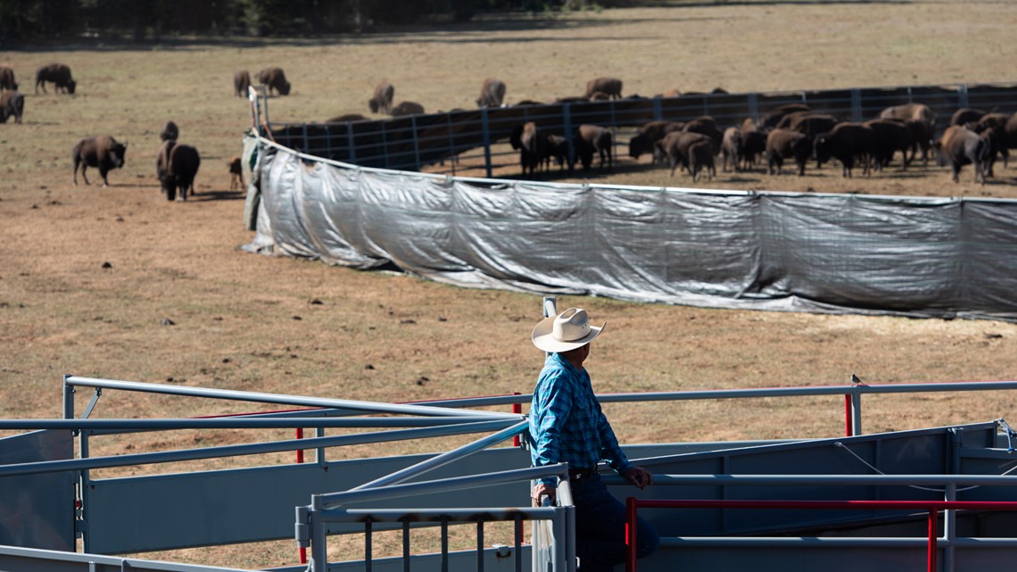 Grand Canyon tidak mencari sukarelawan untuk membunuh bison musim gugur ini