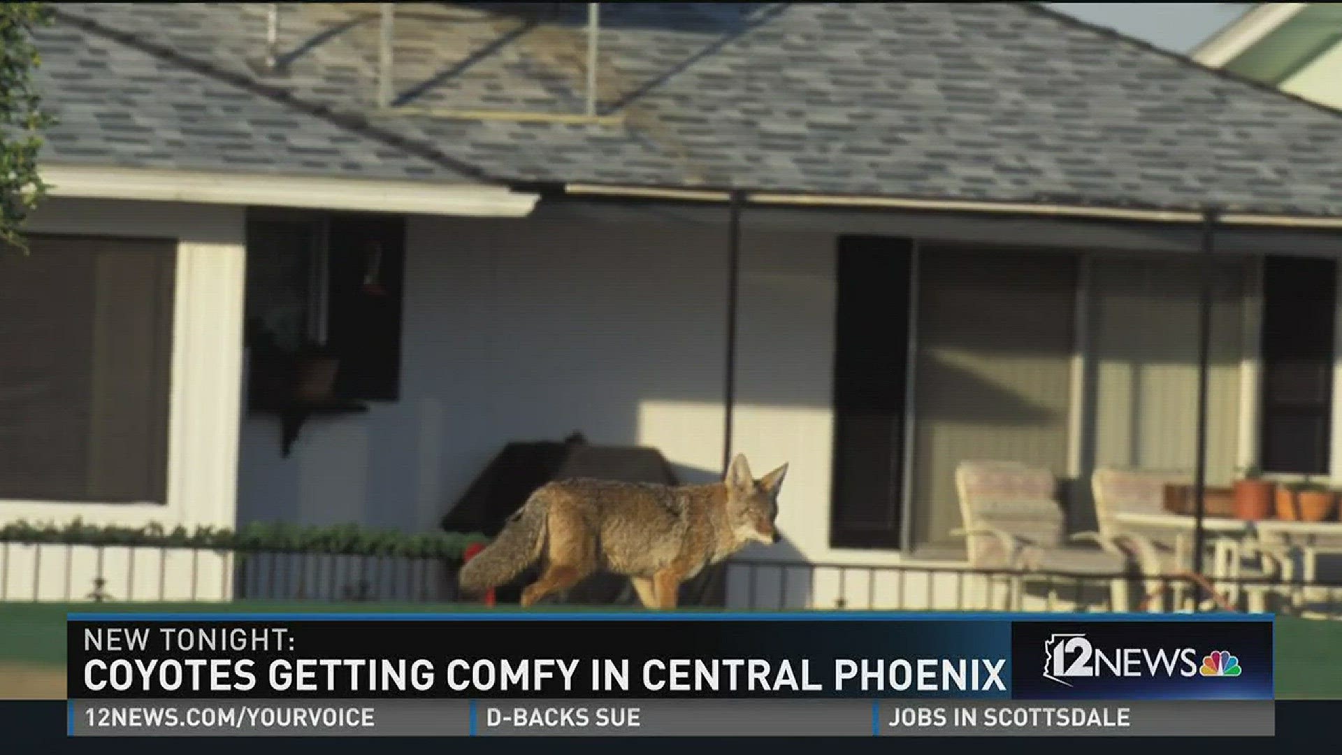 Coyotes getting comfy in central Phoenix.