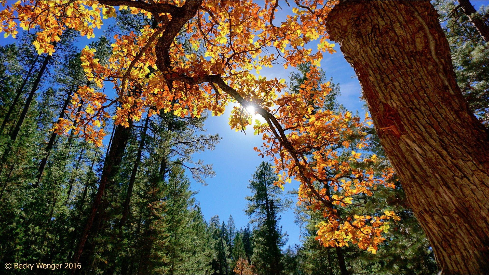 Munds Park tops the weekend snowfall list in northern Arizona