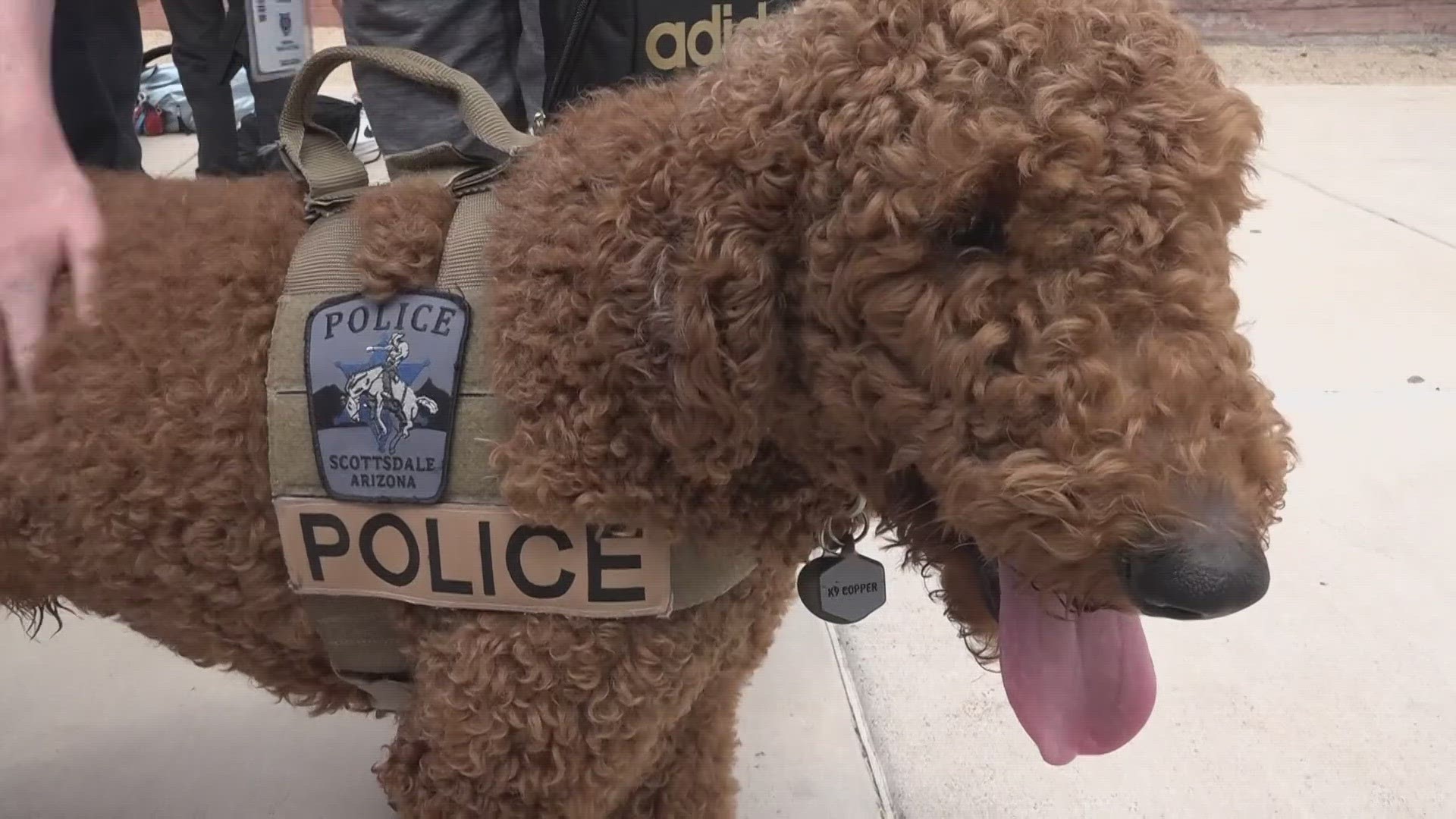 Copper is a 1.5-year-old, red golden doodle, who's already becoming one of the most popular new friends on Mohave Middle School's campus.