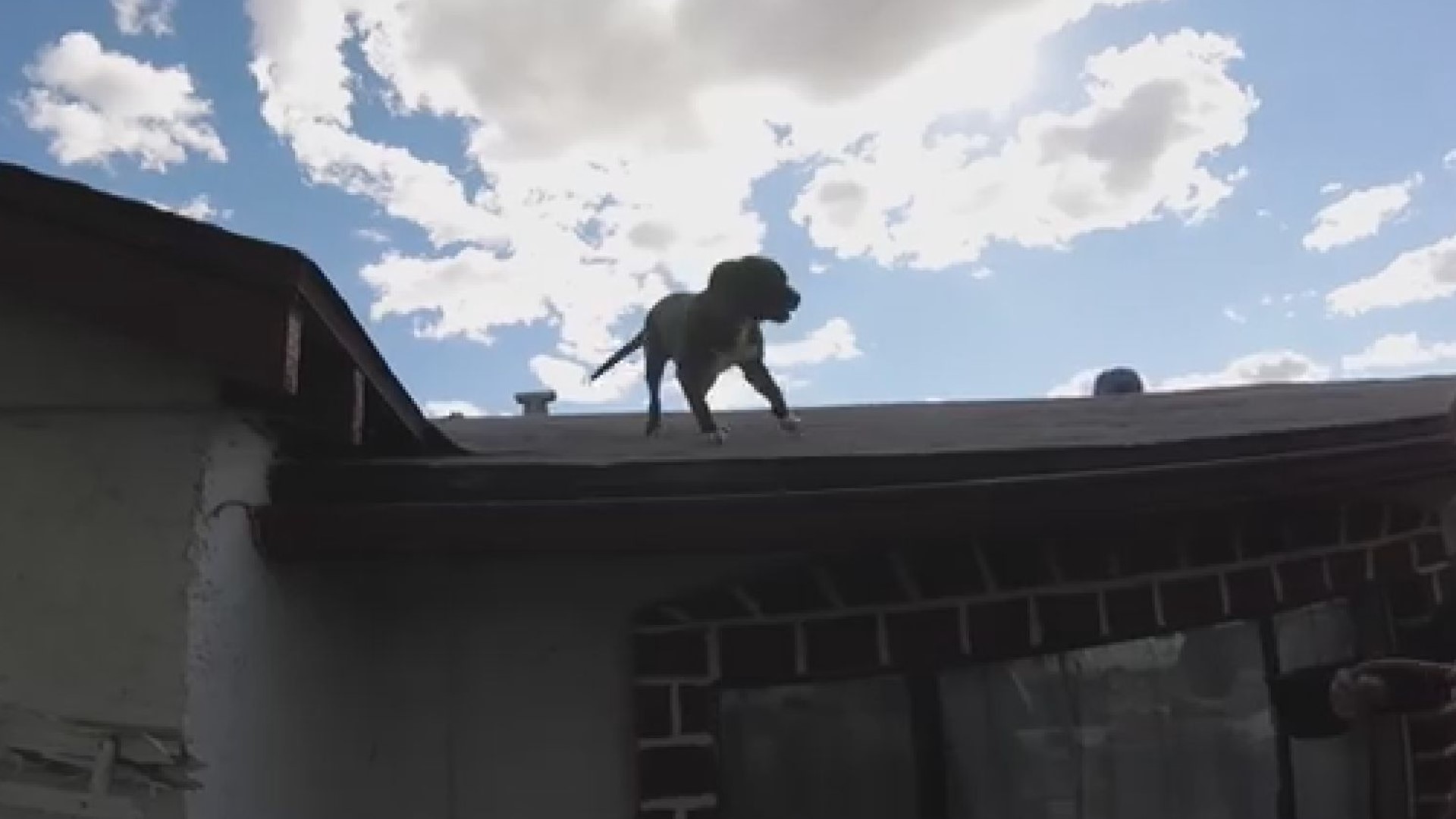 The Arizona Humane Society says the homeowner who found the pup has no idea how it got up on the roof. The dog, named Rufio, is now up for adoption at the AHS Sunnyslope Campus.