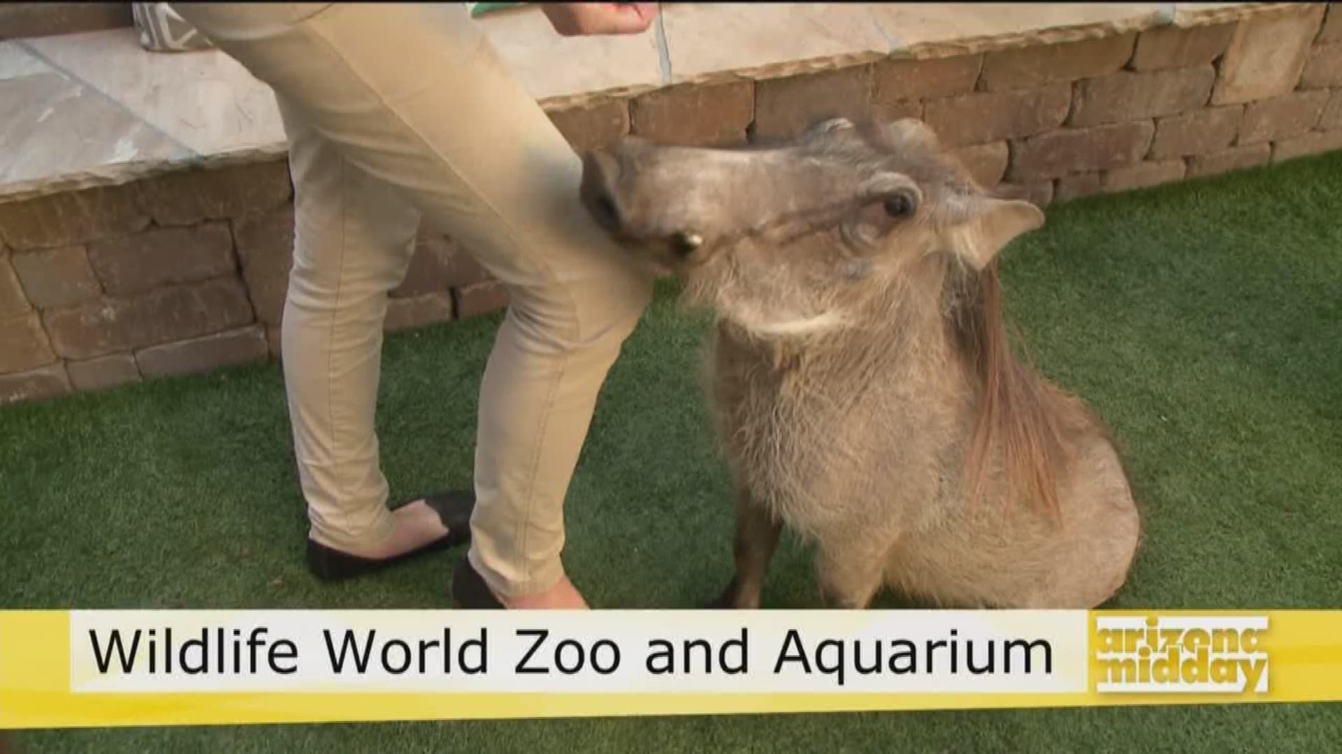 Kristy Morcom from the Wildlife World Zoo brings in Waylon the warthog.