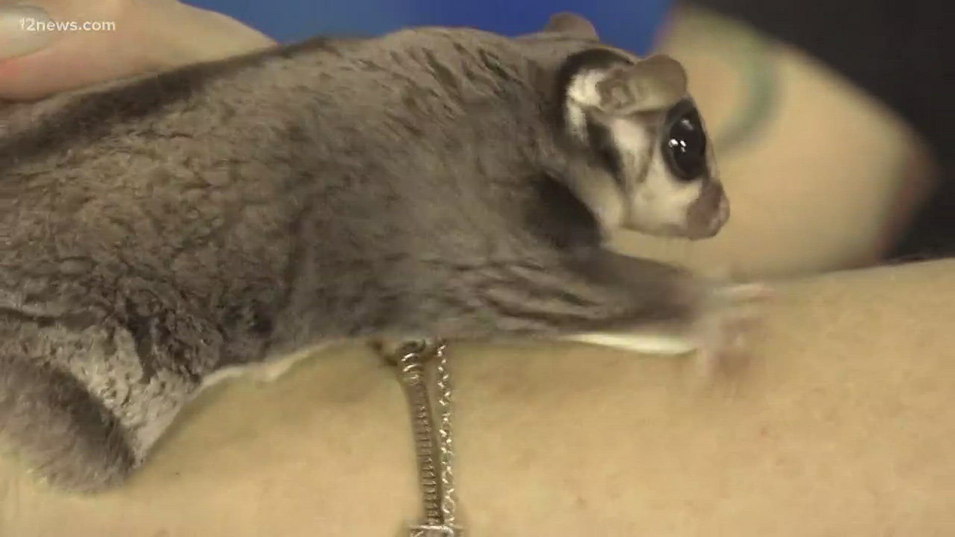 Sugar gliders are quickly becoming a popular pet that can be found for purchase in some malls, festivals and fairs.