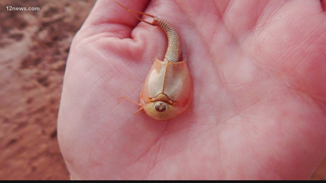 Arizona Downpour Hatches Prehistoric Sea Monkeys in Never-Before-Seen Event  » Explorersweb