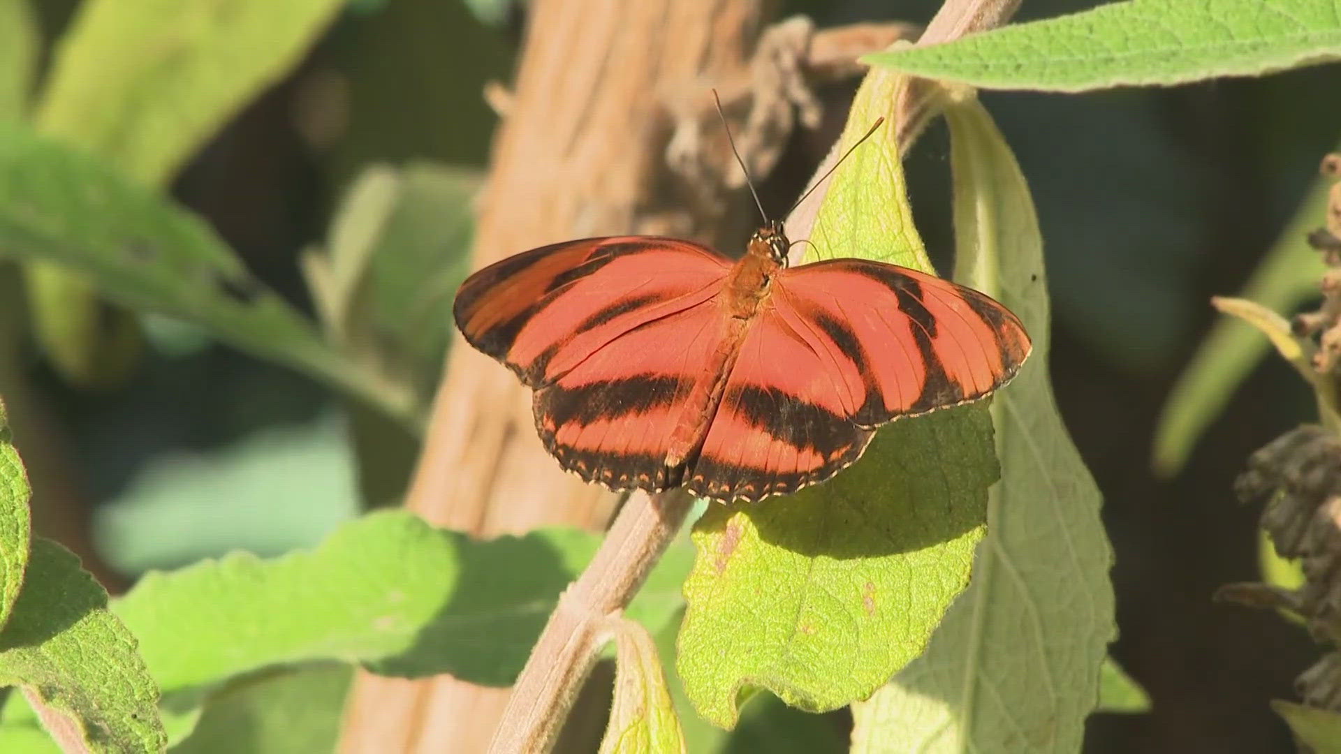 Butterflies were released in honor of people who are missing at an event for Wings of Hope.