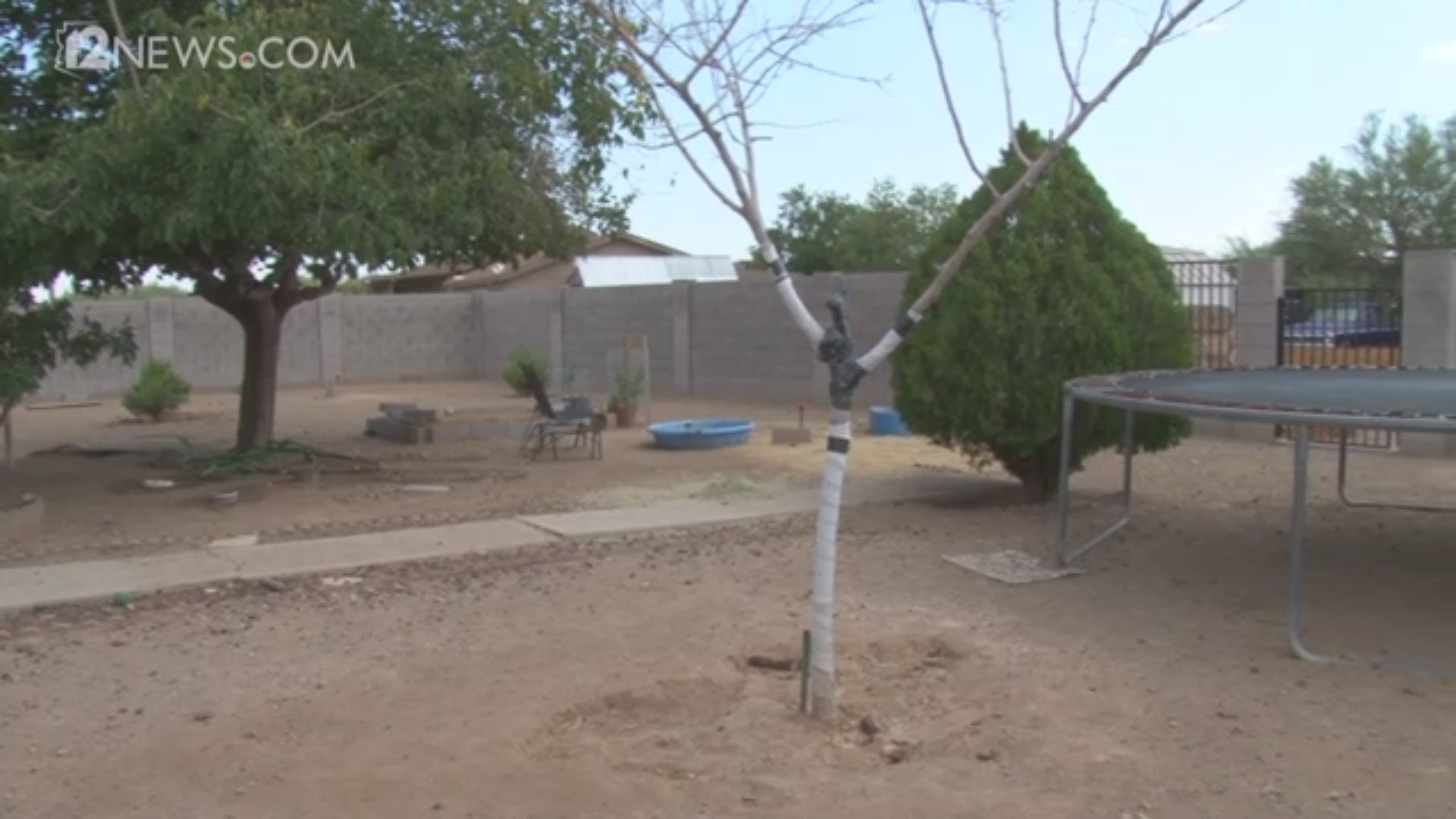 Phoenix woman saved her dog from toxic toad weeks before monsoon began