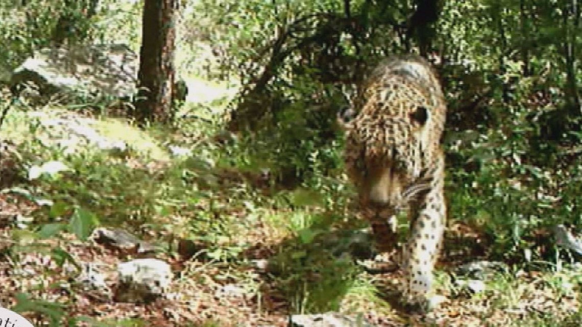Arizona's famous wild jaguar, El Jefe, is alive and well in Mexico. The border wall may stop his US return