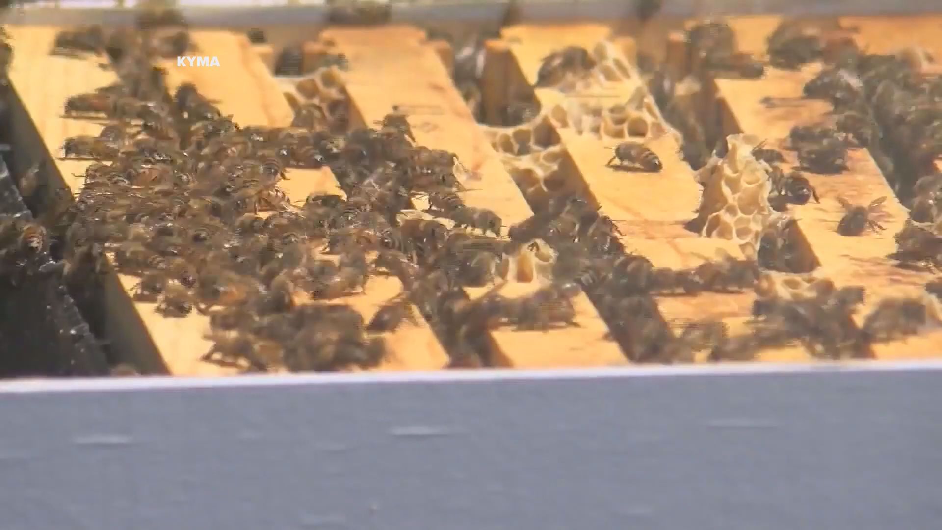 A 51-year-old Yuma man is dead after numerous bees from a hive stung him, the Yavapai County Sheriff's Office said. Responders sprayed him with water and were able to get him transported to the hospital, where he was pronounced dead.