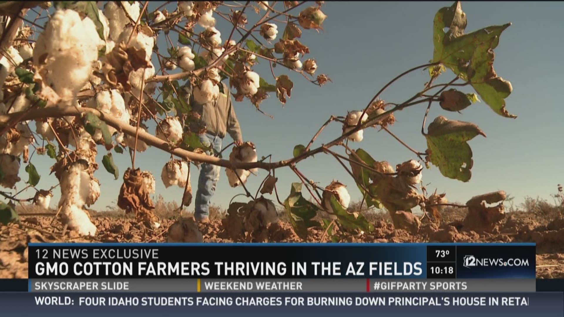 GMO Cotton farmers thriving in the Arizona fields.