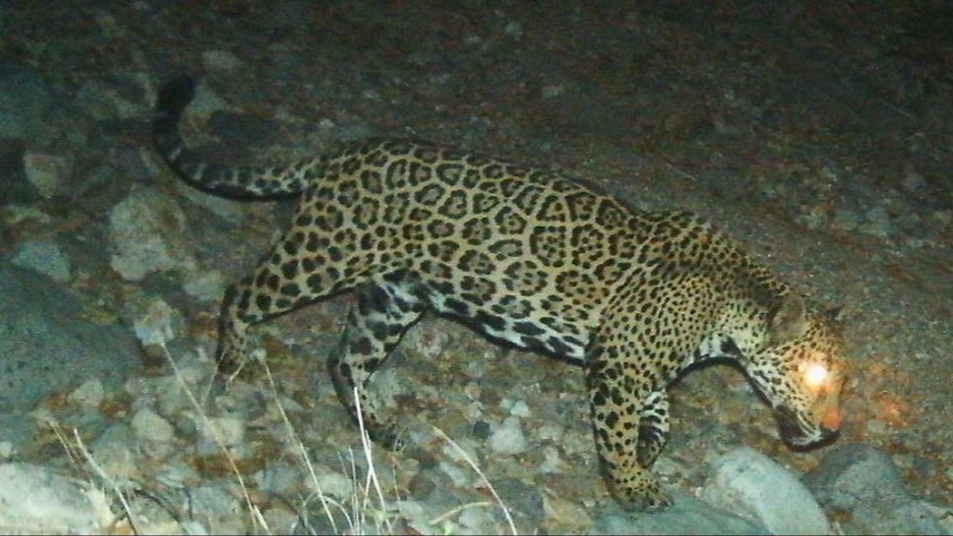 Jaguar spotted in southeast Arizona confirmed as new visitor