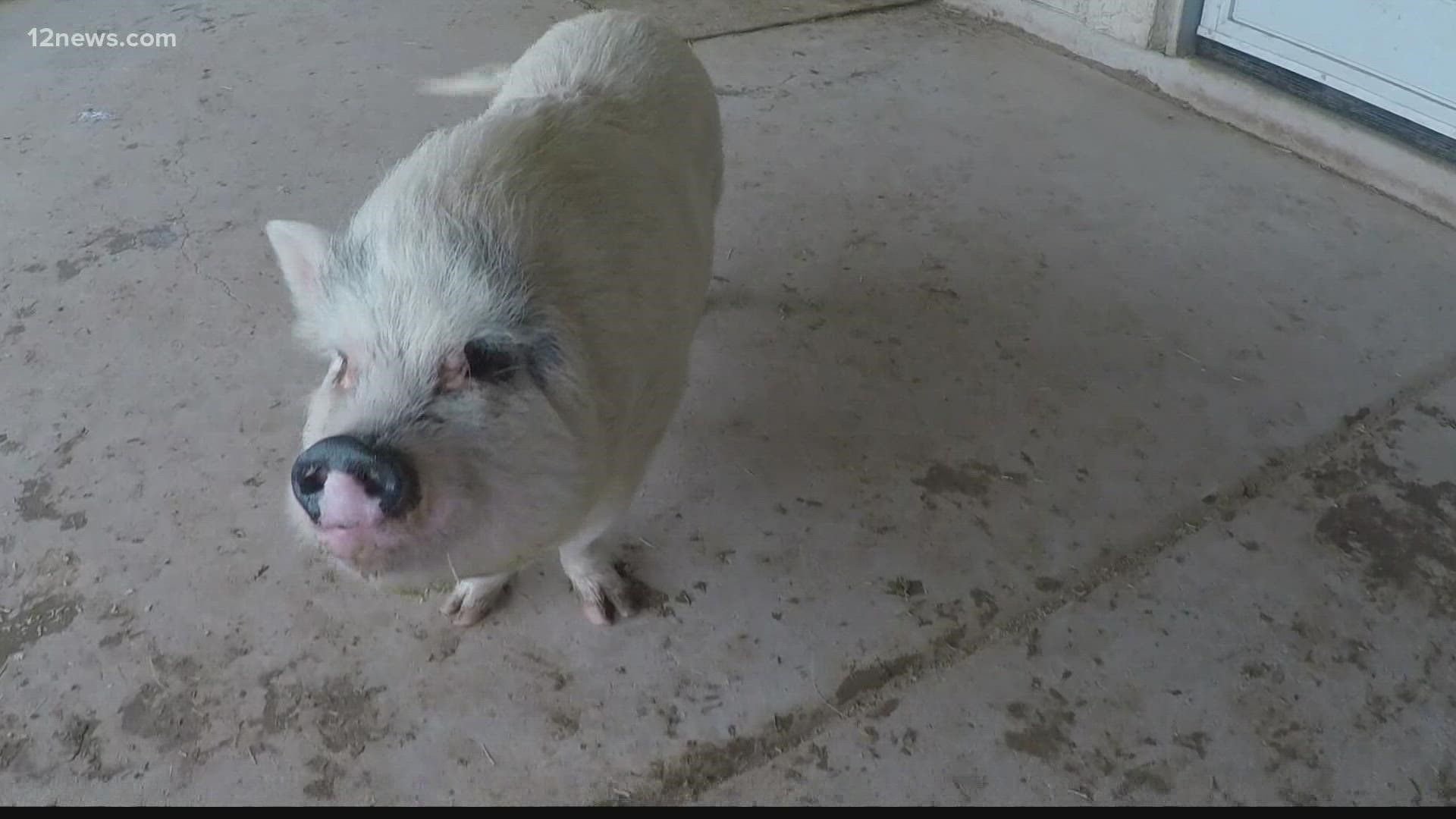 Better Piggies Rescue in New River had to close tours due to the COVID-19 pandemic, but have since reopened to let the public see the loving animals.