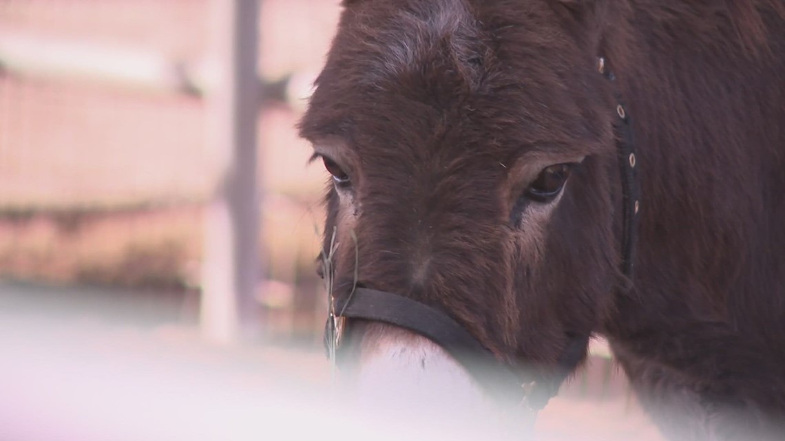 Daisy Acre Ranch is a second chance for donkeys and other animals - Vimarsana News