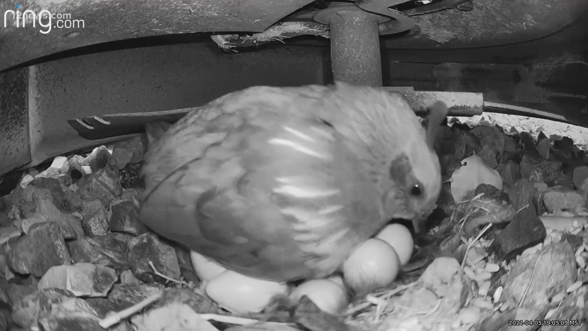 Due to popular demand, Jason and Kimberly Garde shared the process online. The eggs hatched just ahead of Mother's Day!