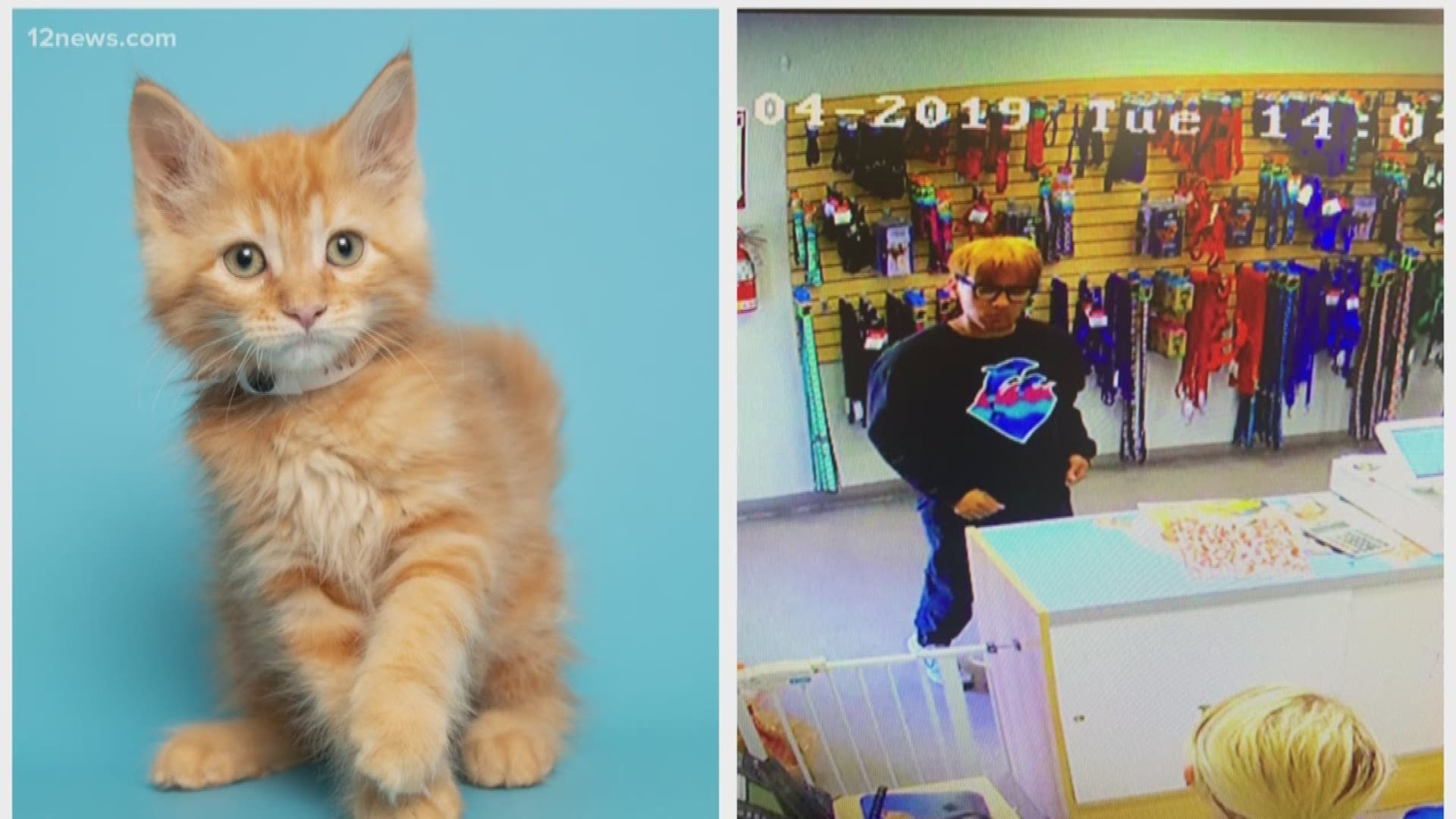 Kitten named Zeus stolen from Arizona Humane Society