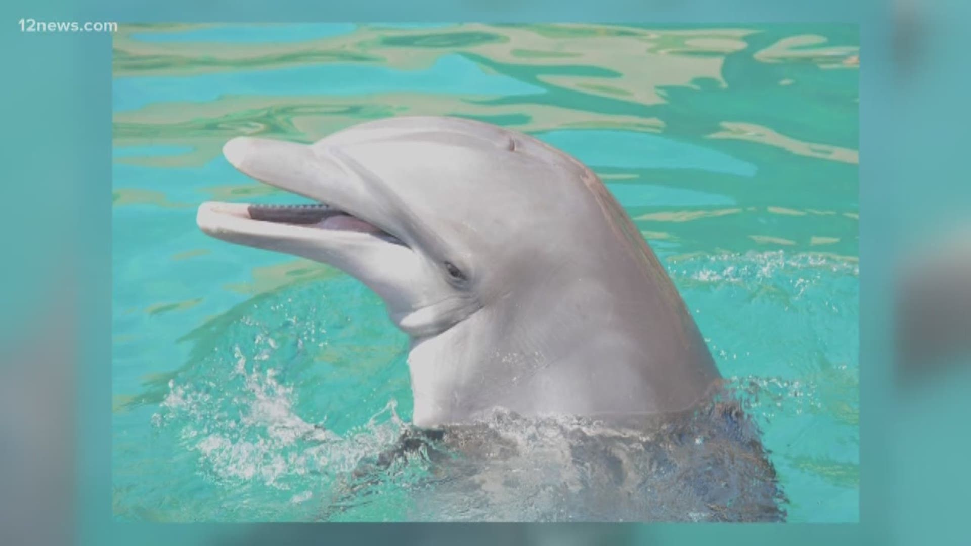 A fourth dolphin, Kai, has died at the Scottsdale attraction, Dolphinaris. He was 22.