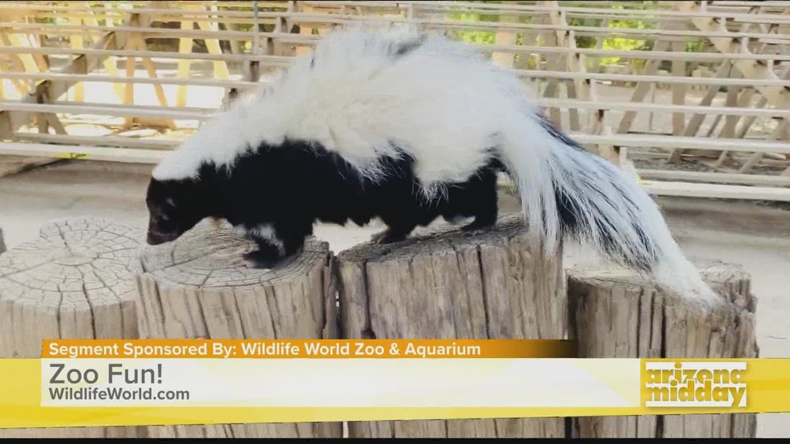 Meet Buffy the Skunk & Other Wild Creatures at the Zoo