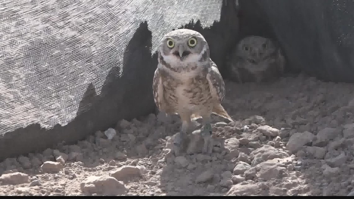Valley nonprofit finds new homes for burrowing owls