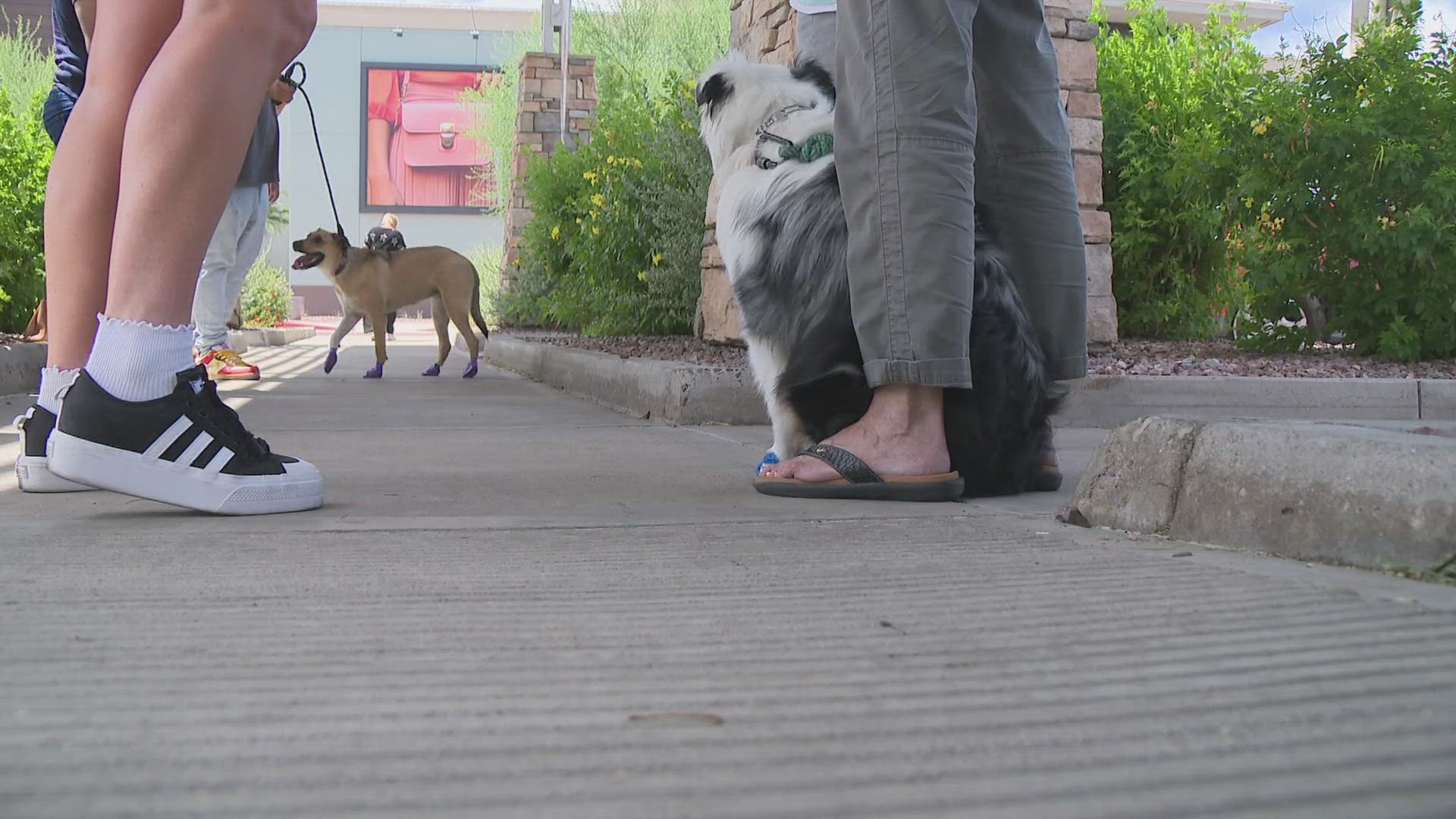 'Cause for Paws' handed out free dog booties to help dog owners keep their pet's paws safe from the hot pavement this summer.