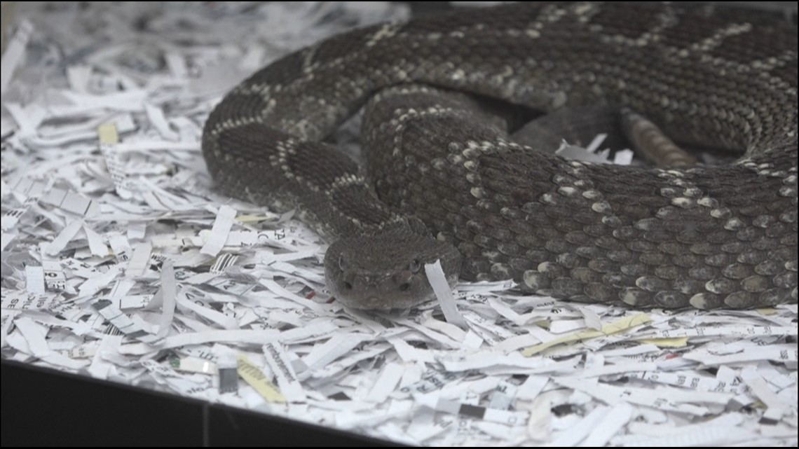 Although dangerous, death by a rattlesnake bite is extremely rare