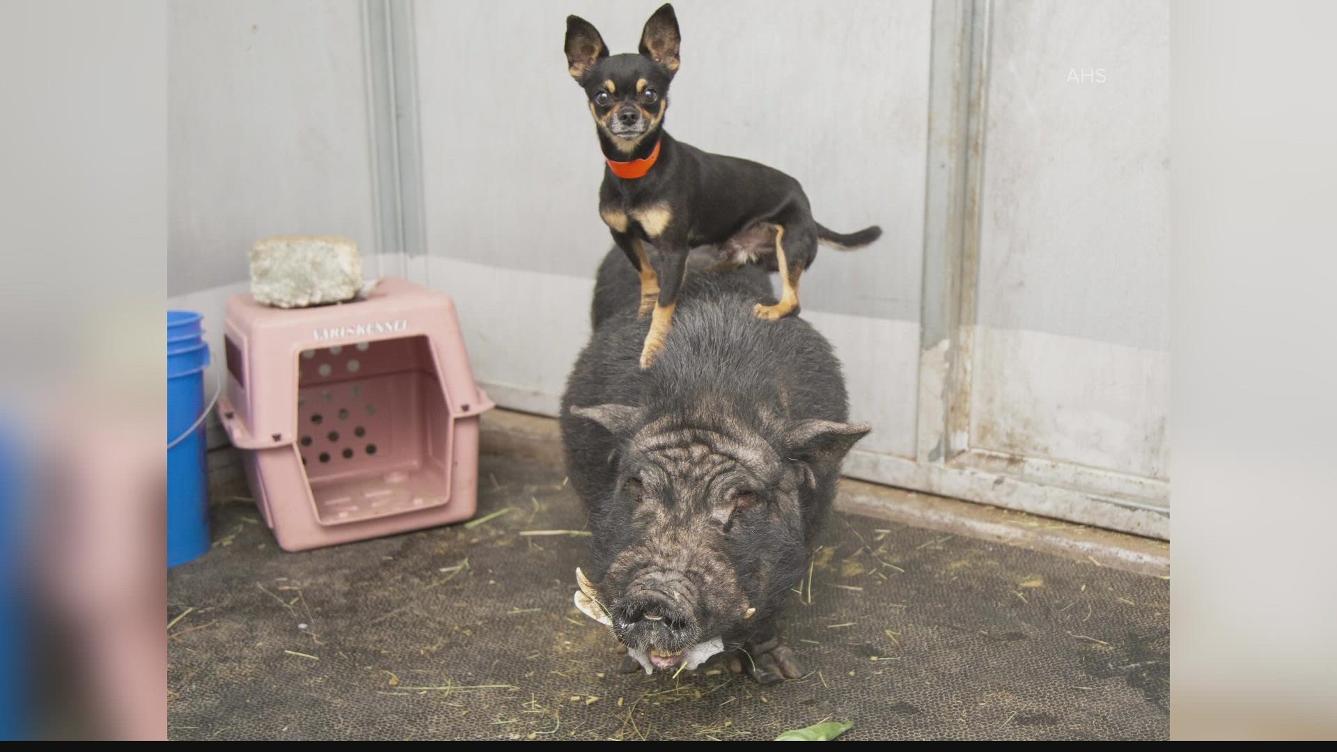Similar to Timon and Pumbaa from the movie "The Lion King," this tiny chihuahua and plump pig from the Arizona Humane Society are the cutest besties.