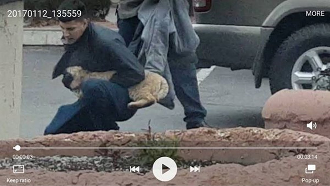 WATCH: Video shows rabid bobcat attack man in Sedona | 12news.com