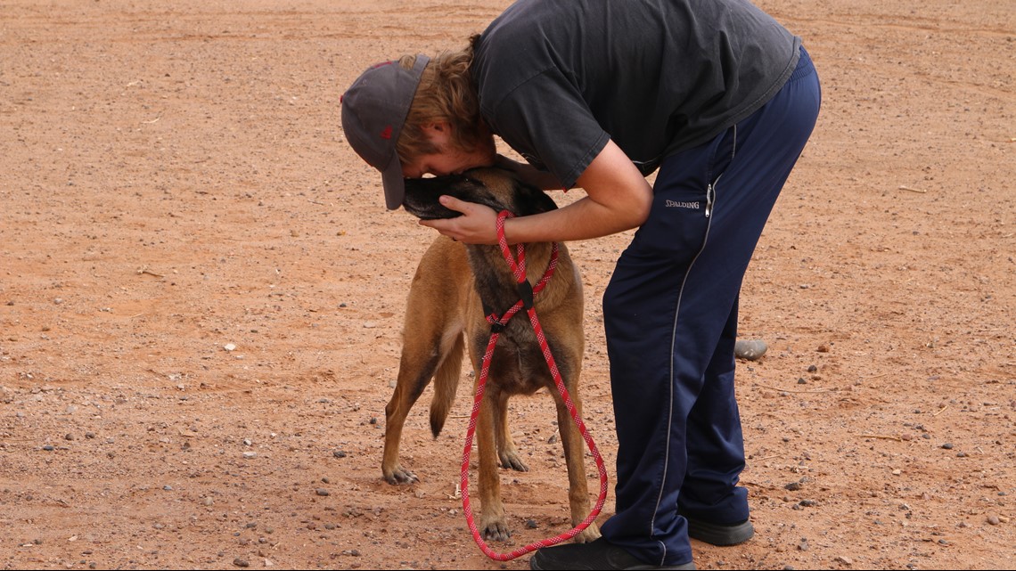 Dog rescued after surviving car crash, 19 days lost in wilderness - Vimarsana News