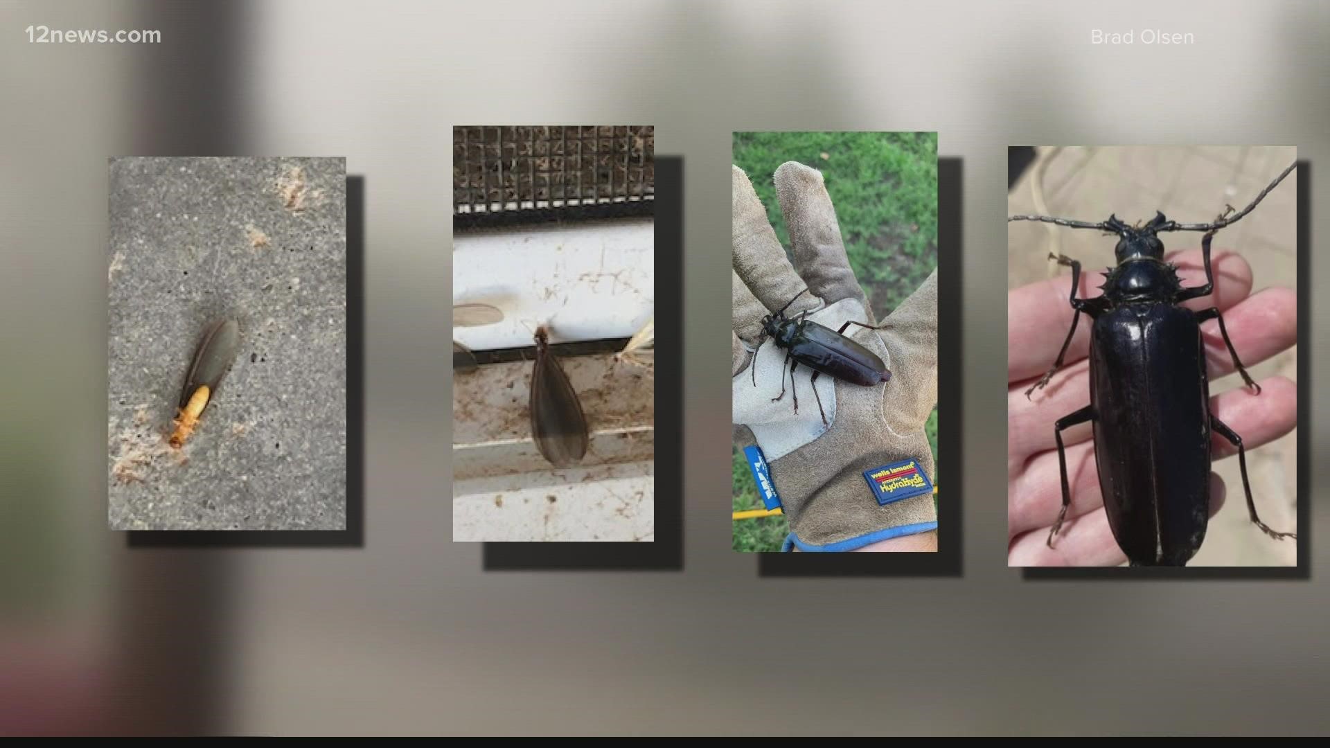 From moths to tarantulas, this Arizona bug guy explains where they're coming from.