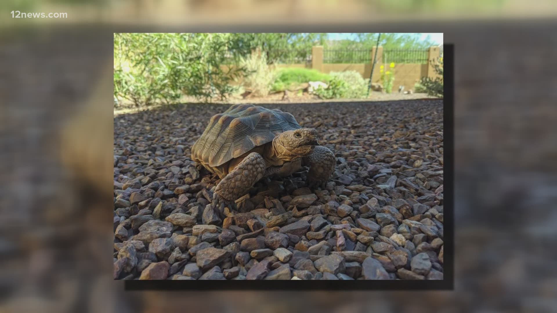 Arizona Game and Fish have set up a program for people to begin adopting desert tortoises, who they say make a wonderful addition to families.