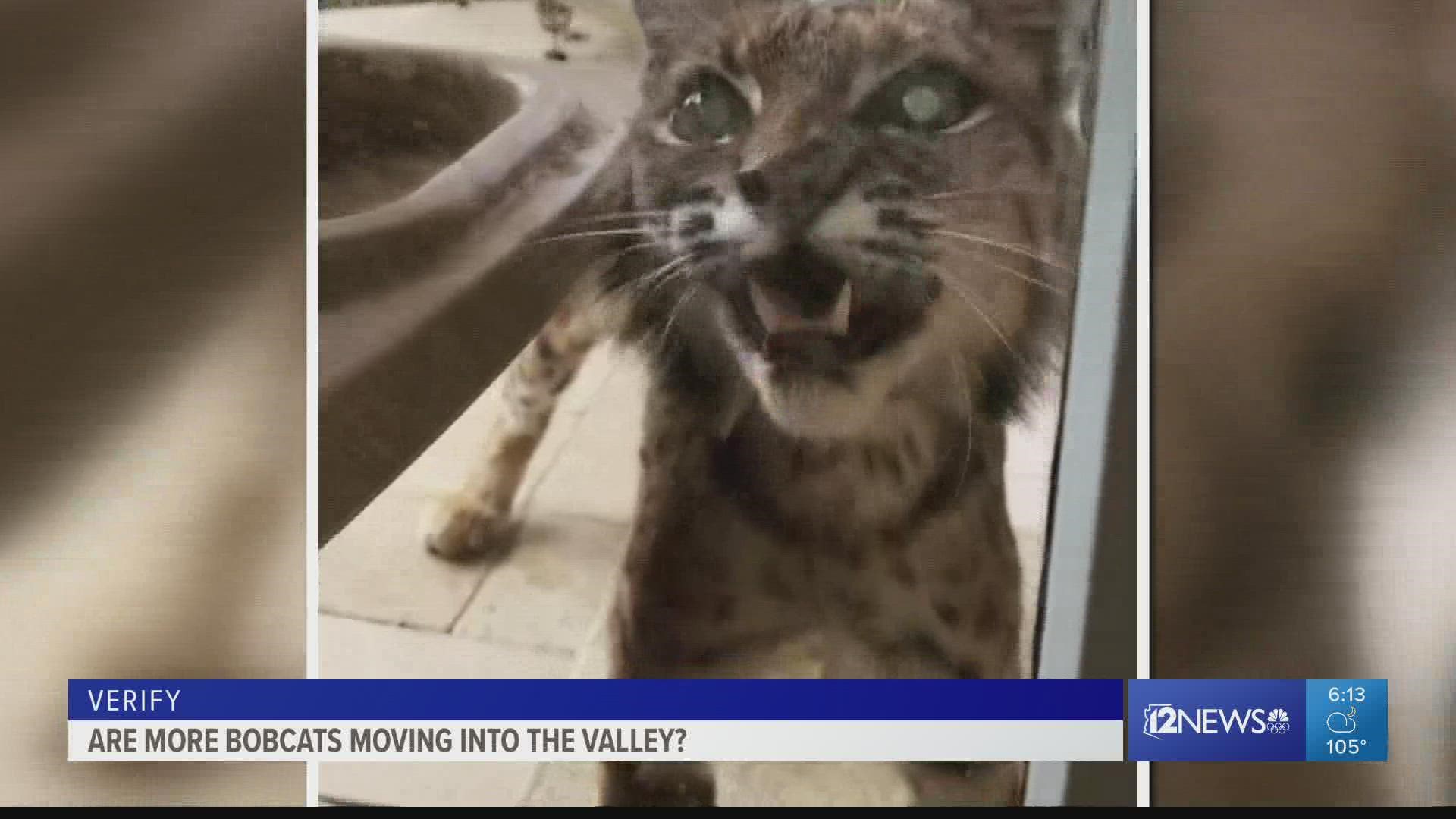 Wild weather and construction have left bobcats in the state looking for new homes.