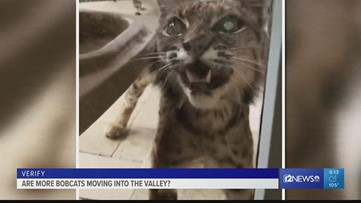 VERIFY: Are bobcats moving into the Valley?