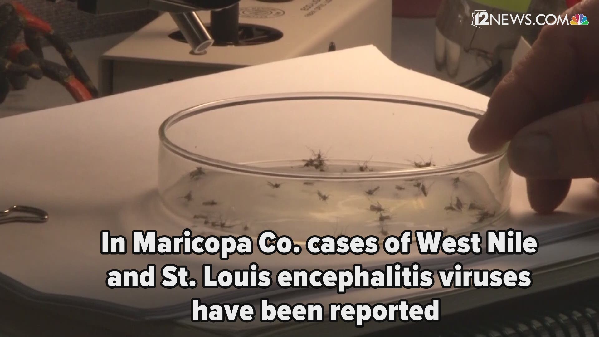 The Arizona Department of Game and Fish is reporting cases of West Nile virus and St. Louis encephalitis in Maricopa County. Here's what you need to know about both diseases.
