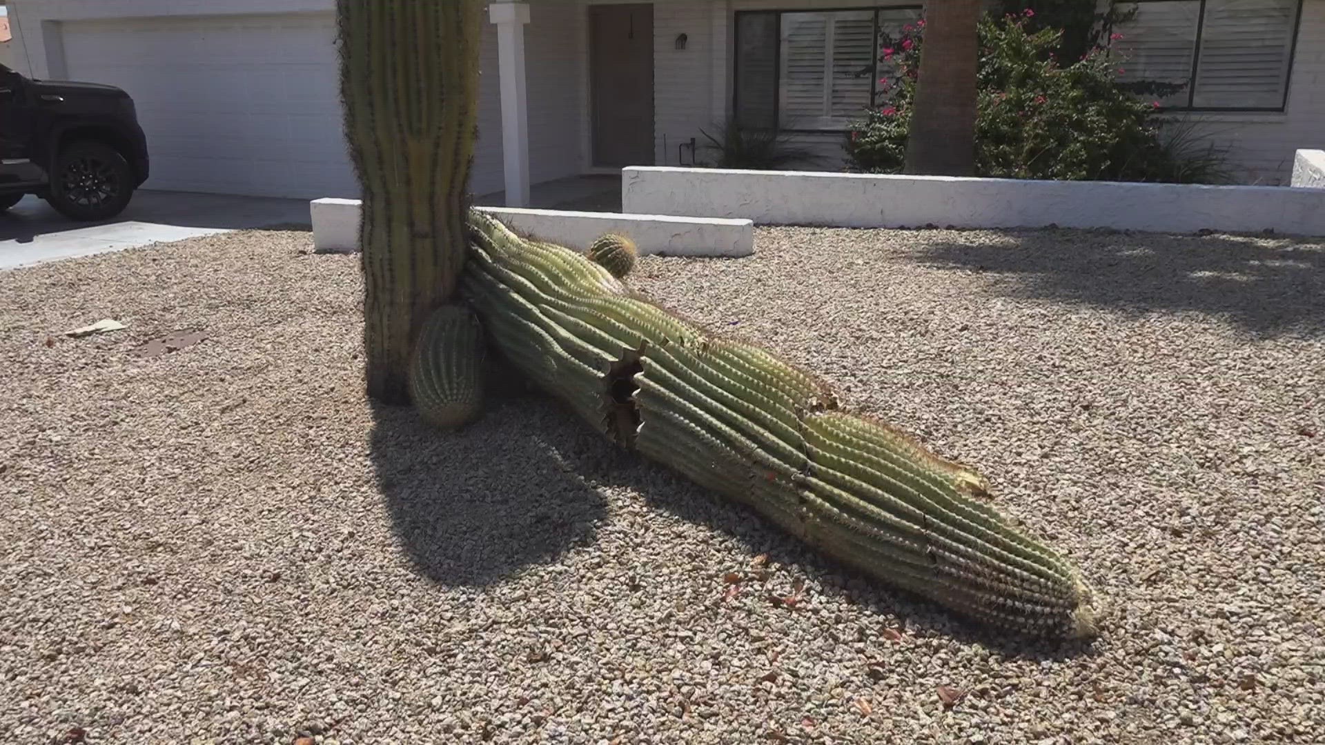 Dead saguaros can be worth hundreds, maybe thousands of dollars...if you wait long enough.