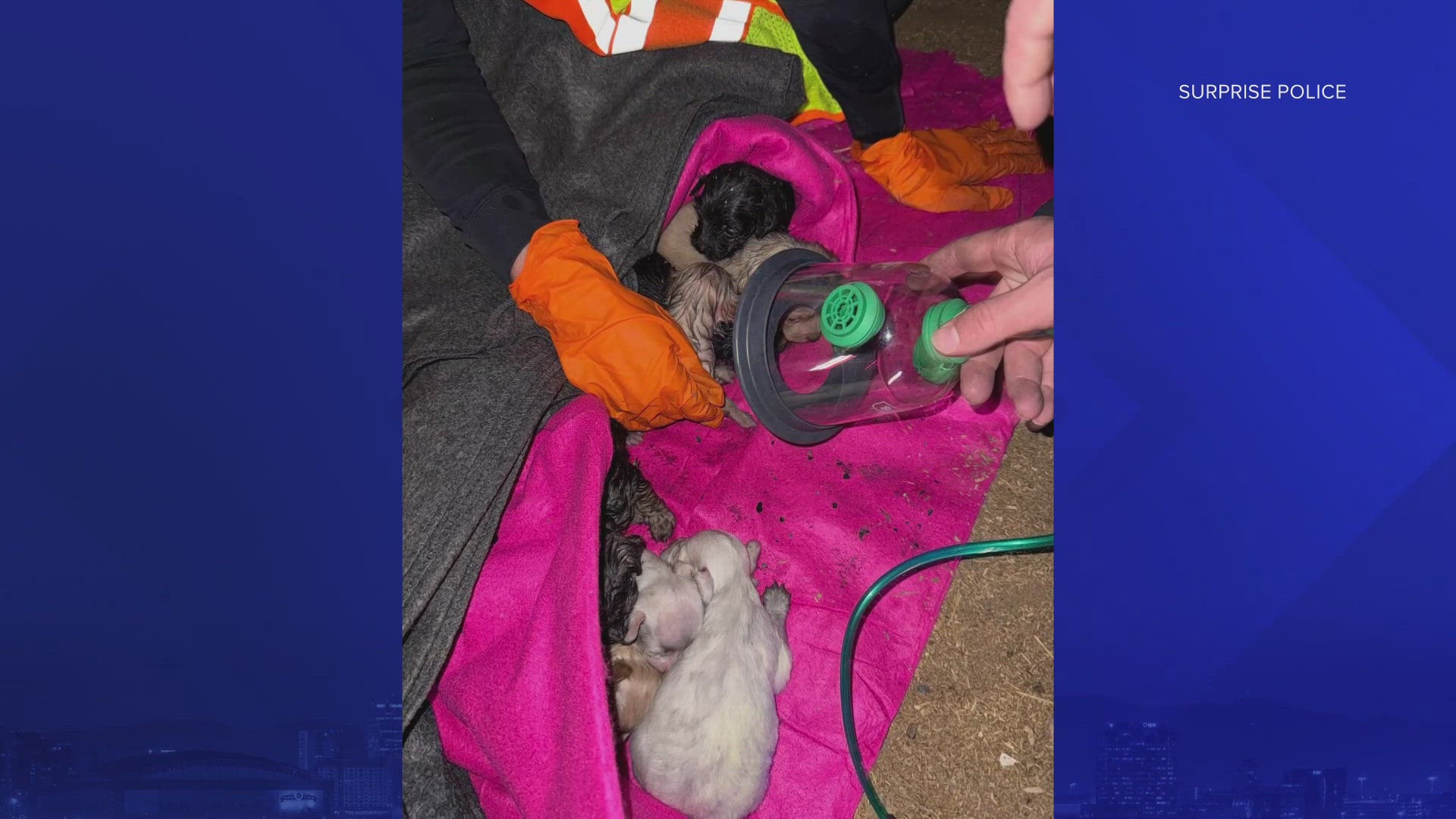 Multiple dogs, including nine puppies, were rescued from a house fire in Wittmann, authorities said.