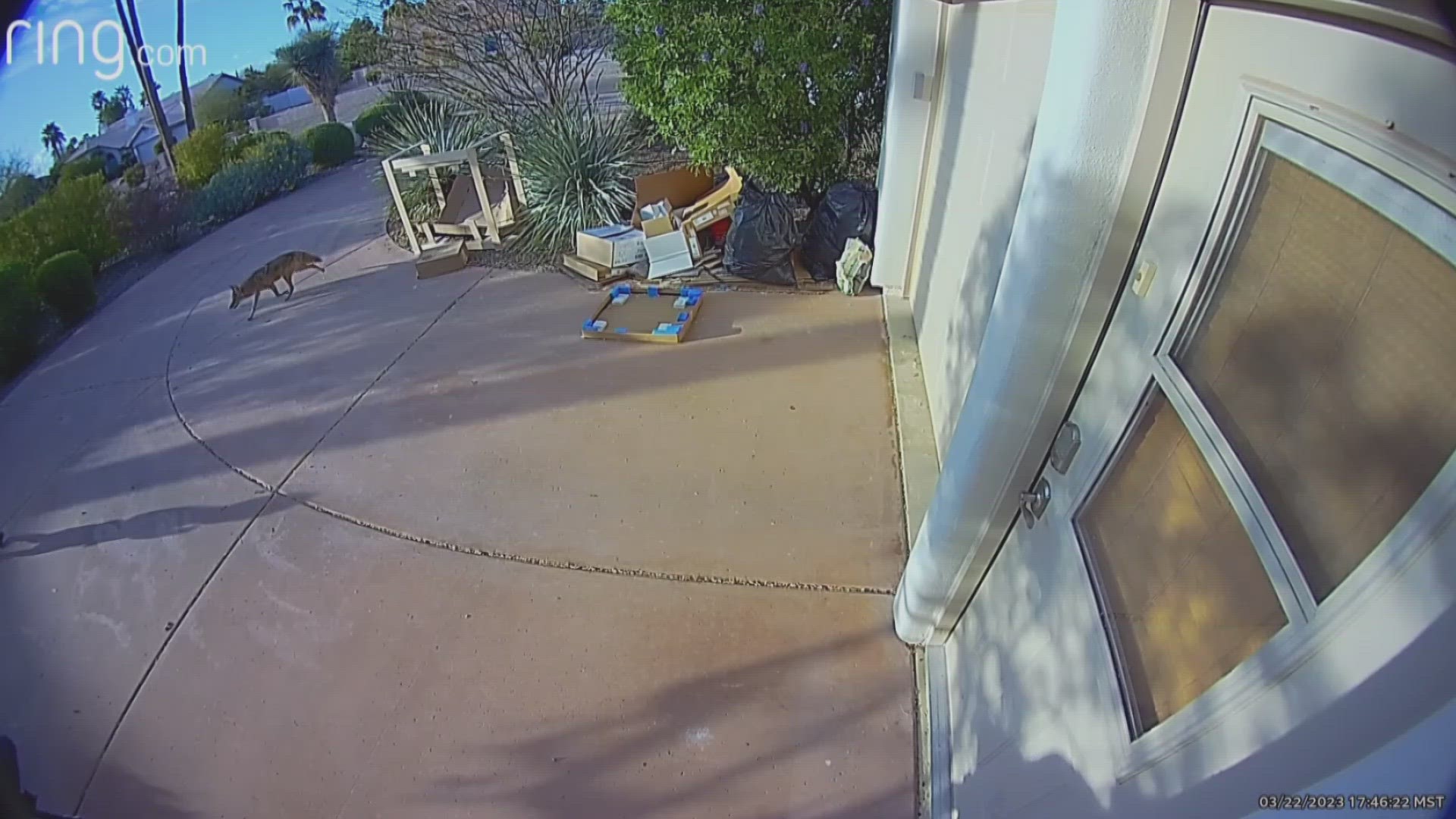 A mother in Scottsdale was shocked to see a coyote walk into her front yard and attack her young child.