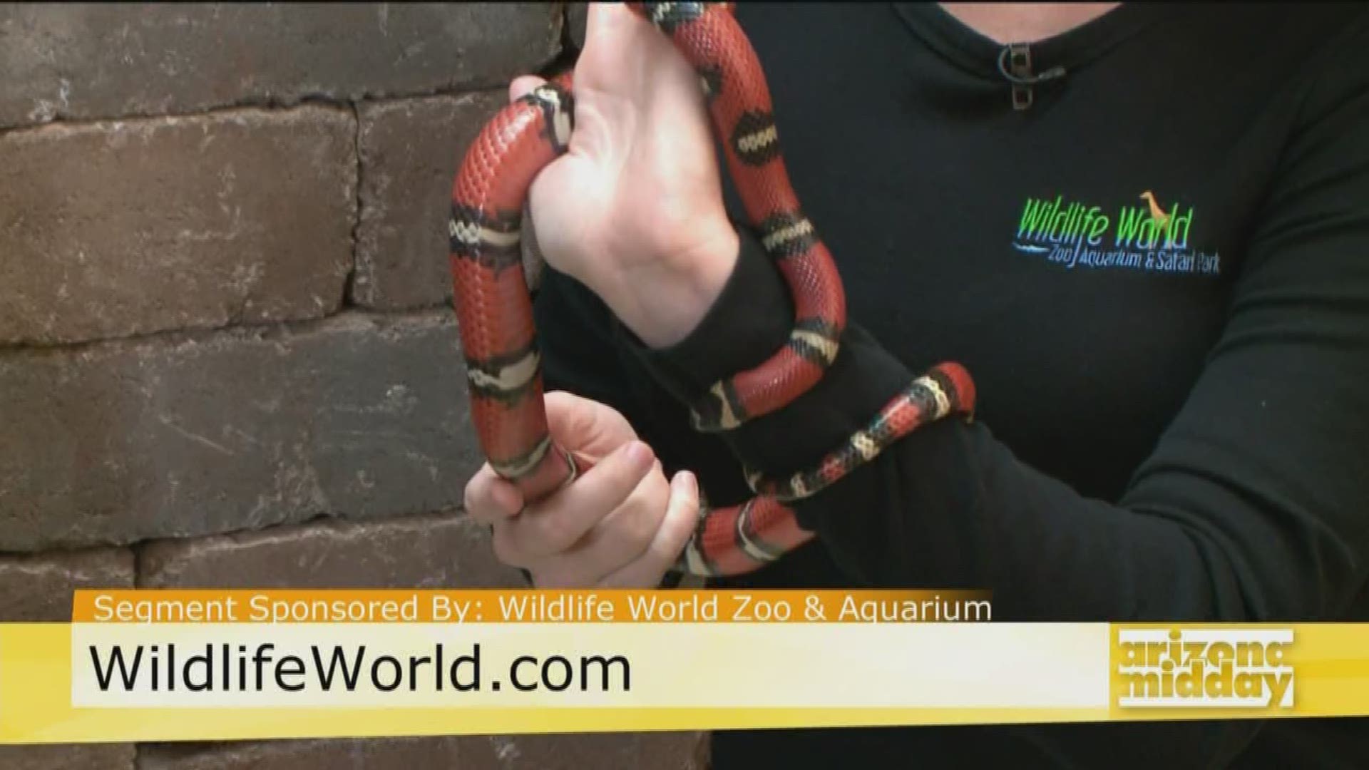 Handler Kristy Morcom brings in a Milk Snake and talks to us about all of the fun that we can have at the Wildlife World Zoo