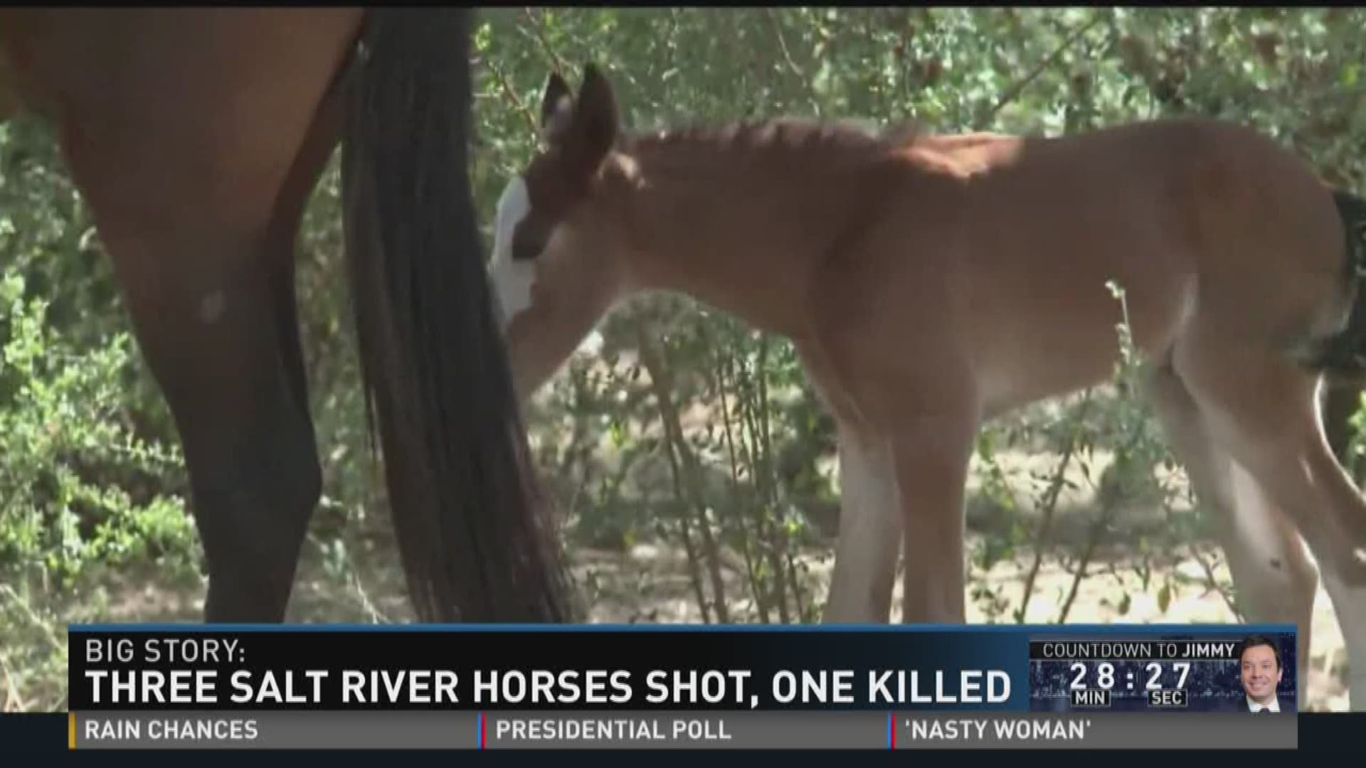 3 Salt River horses shot, 1 killed