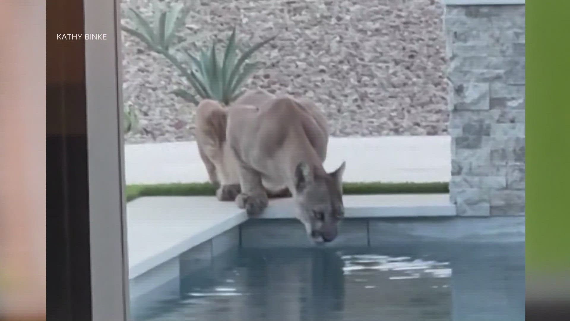 The video, taken by the homeowner even has Arizona wildlife experts impressed.