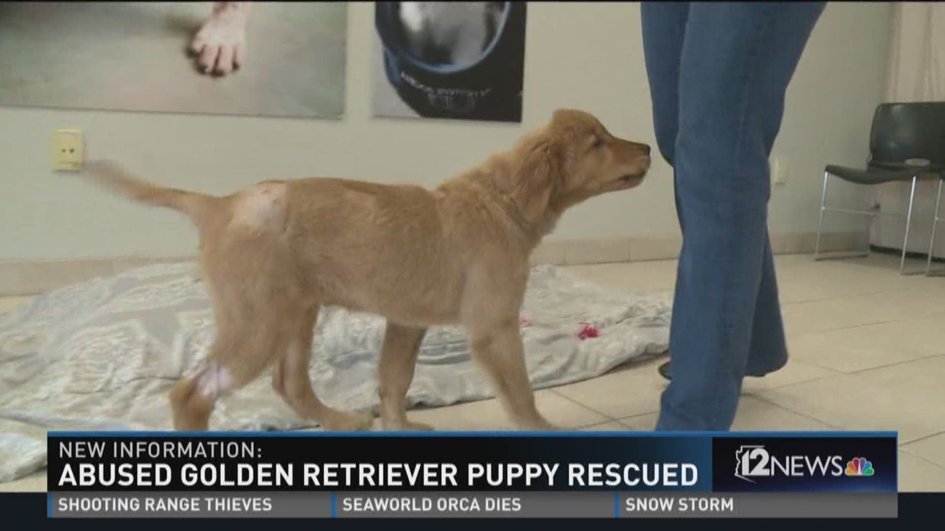 Abused golden retriever puppy rescued.