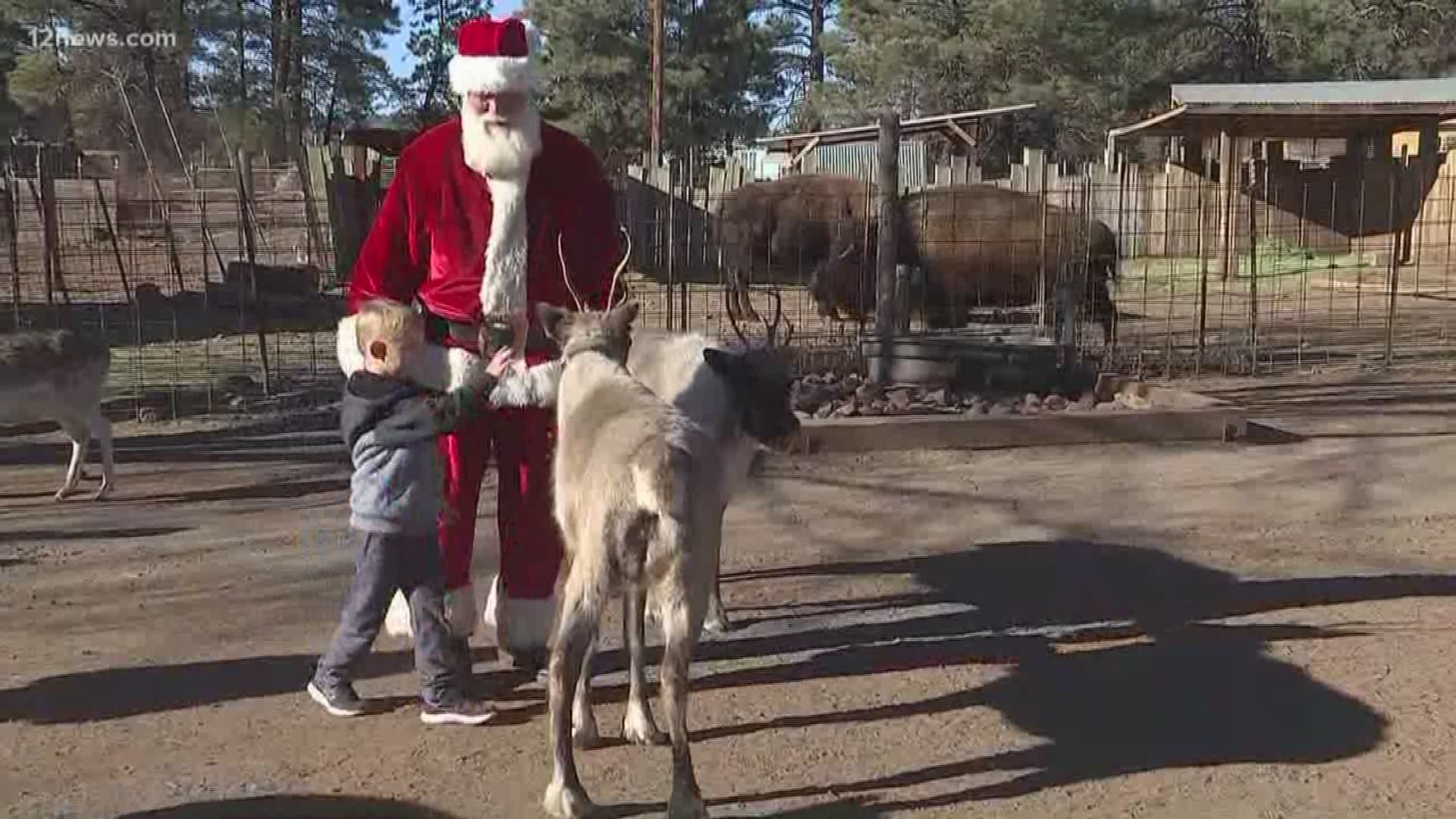 Families can get up close to some of Santa's reindeer's at the Grand Canyon Deer Farm in Williams, Arizona. 