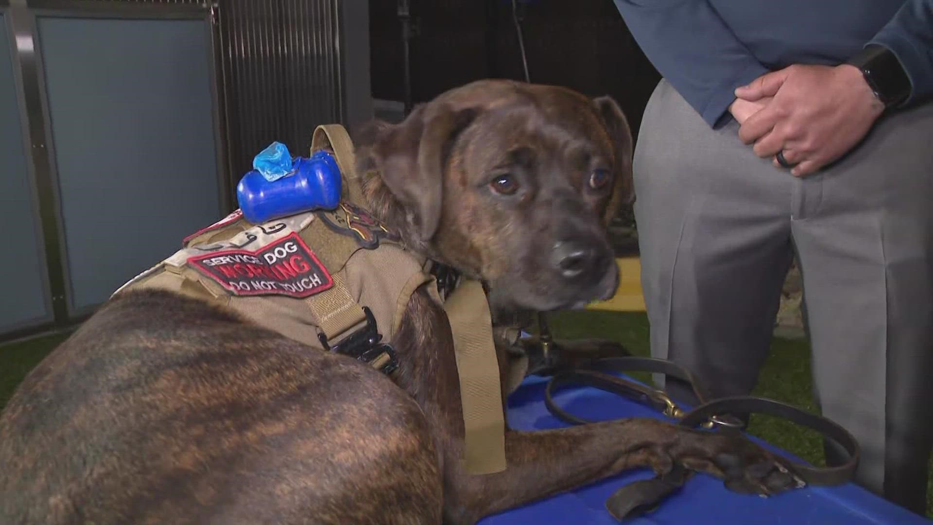 The nation's largest provider of trained service dogs to military veterans is partnering with 12News to help keep the program going.