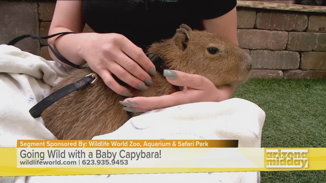 Go wild and learn about a baby capybara!