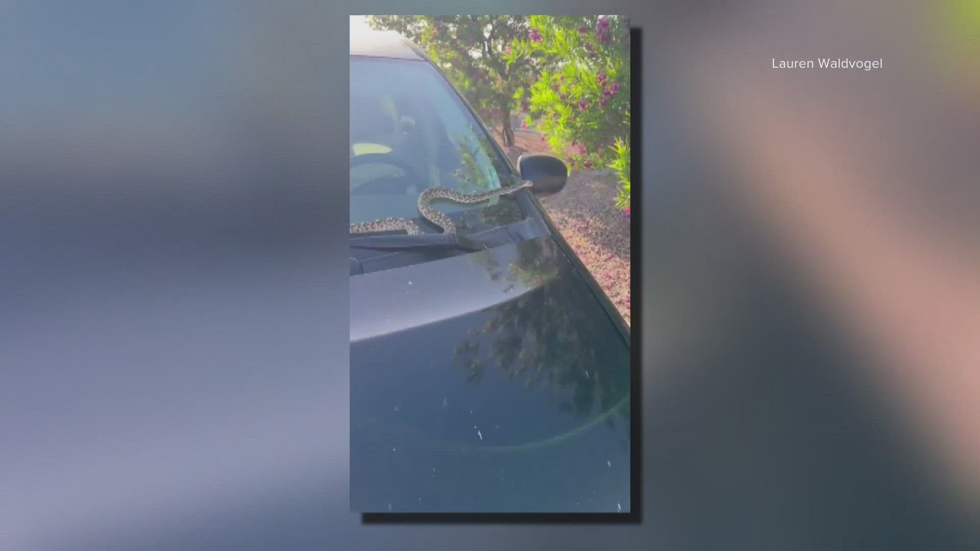 Lauren Waldvogel says she and her husband were driving for almost 45 minutes before she noticed something on the windshield.