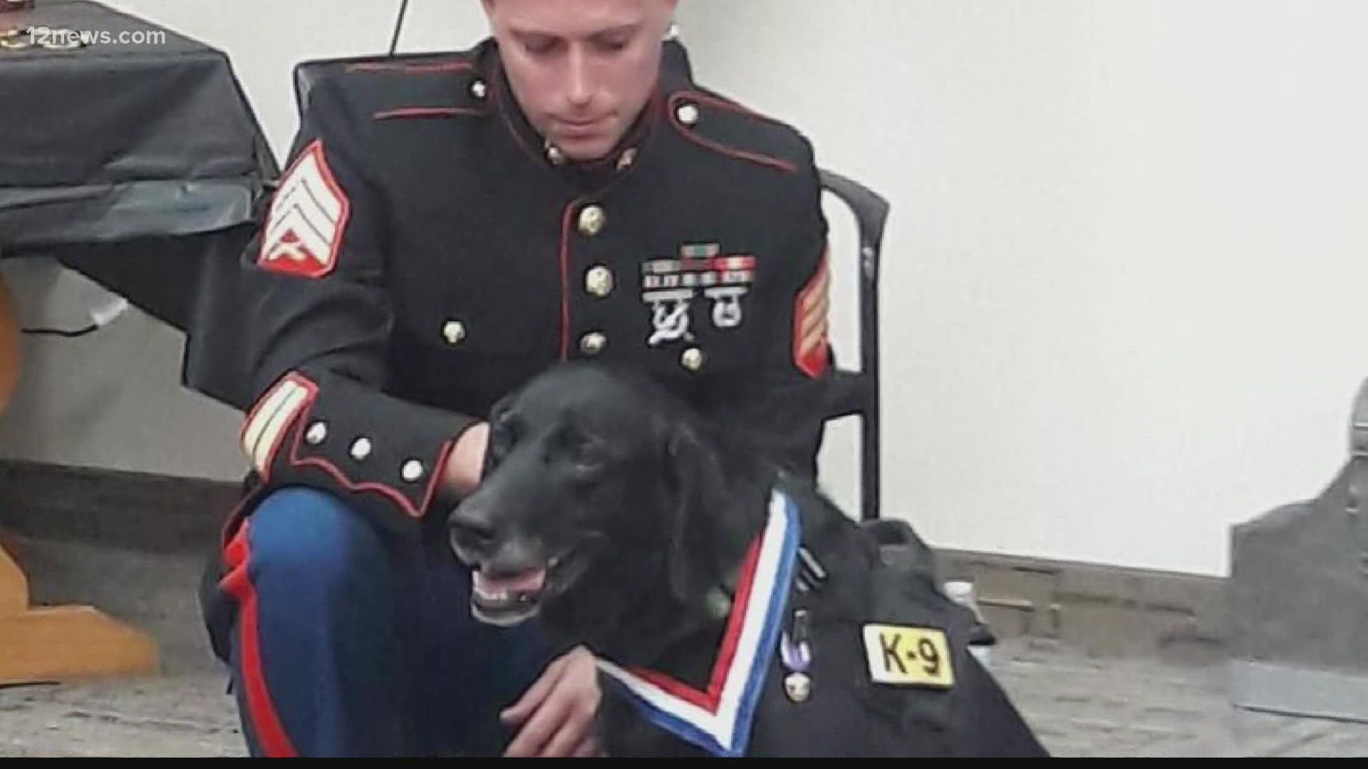 Iikan may look like a normal pup, but he is a war veteran who served with distinction. Now he spends his time on the couch and as an ambassador for military dogs.
