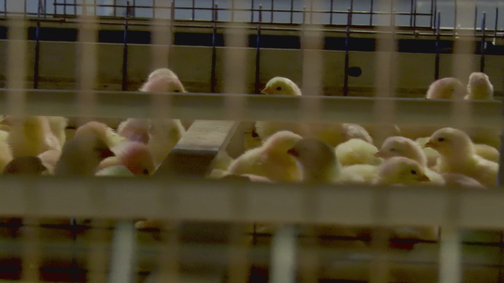 The farm has brought in its first baby chicks since the outbreak. 